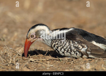 Rosso-fatturati hornbill (Tockus erythrorhynchus), cerca di cibo nel suolo, Sud Africa, Parco Nazionale Kruger Foto Stock