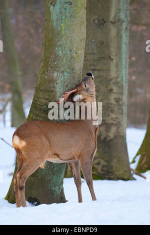 Il capriolo (Capreolus capreolus), roebuck sfregamenti off the velvet in corrispondenza di un tronco di albero, Germania Foto Stock