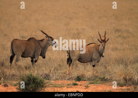 Common eland, Eland Meridionale (Taurotragus oryx, Tragelaphus oryx), due elands in piedi nella savana, Kenya, parco nazionale orientale di Tsavo Foto Stock