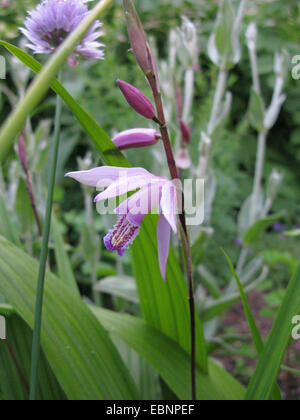 Massa cinese orchidea (Bletia striata), infiorescenza Foto Stock