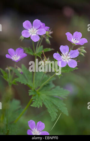 Legno (cranesbill Geranium sylvaticum), fioritura, Germania Foto Stock