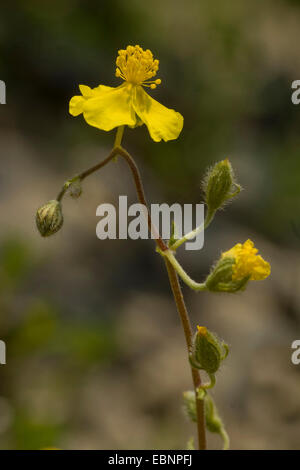 Annoso cisto (Helianthemum canum), infiorescenza Foto Stock