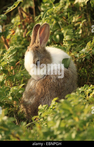 Il coniglio domestico (oryctolagus cuniculus f. domestica), la cura per la sua pelliccia, in parte con pelliccia bianca, Germania, Schleswig-Holstein, Sylt Foto Stock