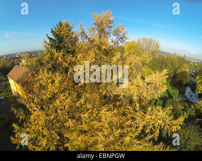 Giapponese larice (Larix kaempferi), vista aerea di larice in autunno, Germania Foto Stock