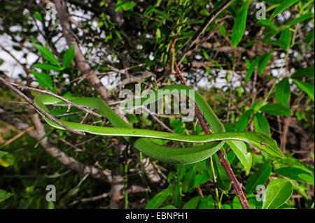 Longnose whipsnake, verde vine snake (Ahaetulla nasuta), avvolgimento in un albero, Sri Lanka Foto Stock