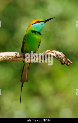 Poco verde Gruccione (Merops orientalis ceylonicus), seduto su un ramo, Sri Lanka, Wilpattu National Park Foto Stock