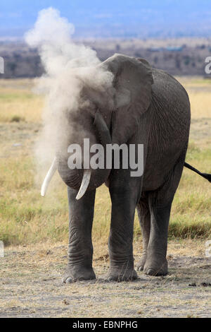 Elefante africano (Loxodonta africana), è quella di avere un bagno di polvere , Kenya, Amboseli National Park Foto Stock