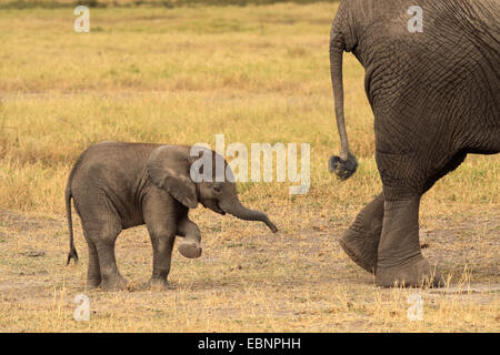 Elefante africano (Loxodonta africana), elefante vitello a piedi dietro la sua madre, Kenya, Amboseli National Park Foto Stock