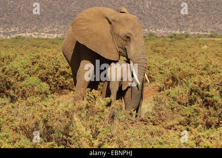 Elefante africano (Loxodonta africana), mucca elefante con animale giovane, Kenya, Amboseli National Park Foto Stock