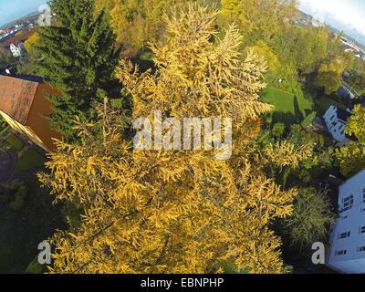 Giapponese larice (Larix kaempferi), vista aerea di larice in autunno, Germania Foto Stock