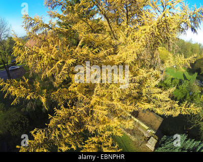 Giapponese larice (Larix kaempferi), vista aerea di larice in autunno, Germania Foto Stock