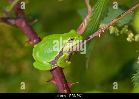 Treefrog europea, treefrog comune, Central European treefrog (Hyla arborea), prendere il sole su un rovo ramoscello, Germania Foto Stock