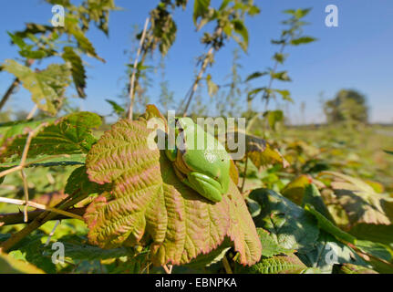 Treefrog europea, treefrog comune, Central European treefrog (Hyla arborea), prendere il sole su una foglia di rovo in autunno, in Germania, in Renania settentrionale-Vestfalia Foto Stock