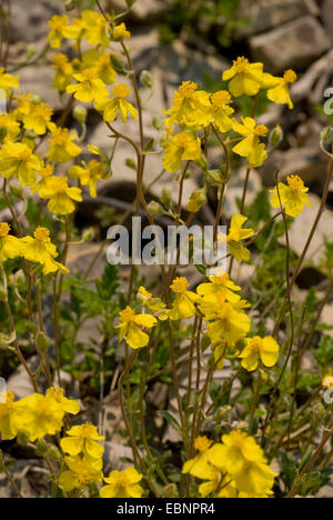 Annoso cisto (Helianthemum canum), fioritura Foto Stock