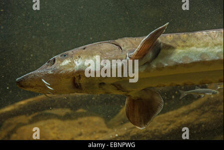 Storione comune, storione, Atlantico, Storioni Storione europeo (Acipenser sturio), ritratto, Germania Foto Stock