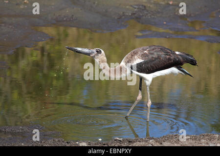 Sella-bill stork (Ephippiorhynchus senegalensis), immaturi bird bevande a waterhole, Sud Africa, Parco Nazionale Kruger Foto Stock
