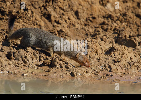 La mangusta snella (Galerella sanguinea), bevande a waterhole, Sud Africa, Mkuzi Game Reserve Foto Stock