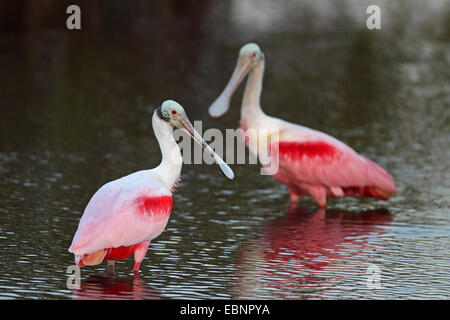 Roseate spoonbill (Ajaia ajaia), due spatole stand in acque poco profonde, STATI UNITI D'AMERICA, Florida, Merritt Island Foto Stock