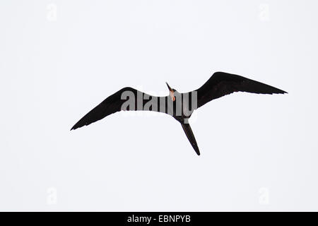 Magnifica Frigate Bird (Fregata magnificens), flying maschio, STATI UNITI D'AMERICA, Florida, Fort De Soto Foto Stock