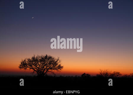 Umbrella Thorn e mezza luna alcuni minuti prima dell'alba, Sud Africa, Parco Nazionale Kruger Foto Stock