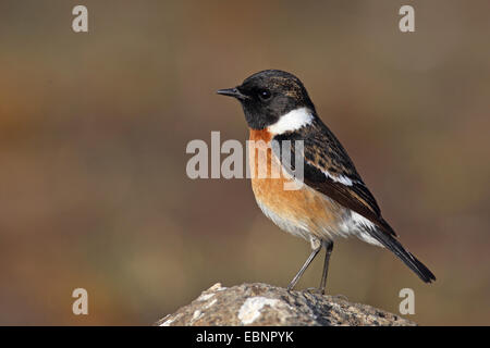 Comune (Stonechat Saxicola torquata), maschio sorge su una pietra, Sud Africa, Parco Nazionale di Pilanesberg Foto Stock