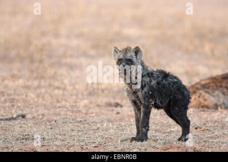 Spotted hyena (Crocuta crocuta), giovane iena sorge in una valle di dune, Sud Africa, Kgalagadi transfrontaliera Parco Nazionale Foto Stock