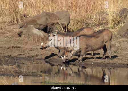 Warthog comune, savana warthog (Phacochoerus africanus), due facoceri drink presso un waterhole, Sud Africa, Parco Nazionale di Pilanesberg Foto Stock