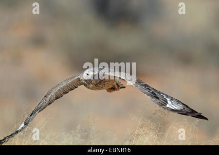 Il canto dei somali-astore, pallido orientale salmodiare astore (Melierax poliopterus), immaturi bird battenti, Sud Africa, Kgalagadi transfrontaliera Parco Nazionale Foto Stock