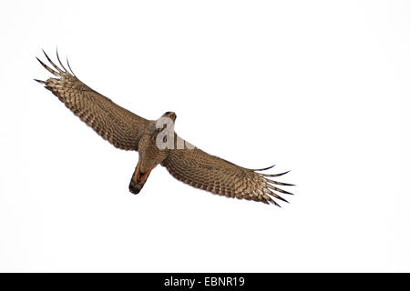 Il canto dei somali-astore, pallido orientale salmodiare astore (Melierax poliopterus), immaturi bird battenti, Sud Africa, Kgalagadi transfrontaliera Parco Nazionale Foto Stock