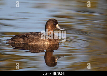 Lesser scaup (Aythya affinis), nuoto femminile, immagine speculare, STATI UNITI D'AMERICA, Florida, Merritt Island Foto Stock