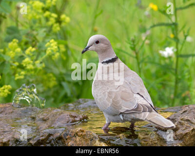 Colomba a collare (Streptopelia decaocto), seduto su un giardino fontana a bere vi, Germania Foto Stock