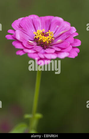 Zinnia, Gioventù-e-old age, Zinnia comune (Zinnia elegans), infiorescenza Foto Stock