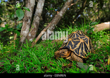 Star indiane tartaruga, starred tartaruga (Geochelone elegans elegans, Testudo elegans), in habitat, Sri Lanka, Wilpattu National Park Foto Stock