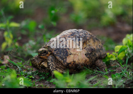 Star indiane tartaruga, starred tartaruga (Geochelone elegans elegans, Testudo elegans), guscio di tartaruga segnate da incendi, Sri Lanka Foto Stock