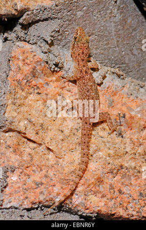 Brook della mezza-toed gecko, Brook il geco, African house gecko (Hemidactylus brookii), ben mimetizzata in corrispondenza di un muro di casa, Sri Lanka Foto Stock