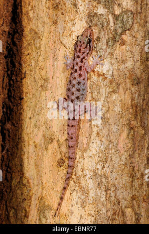 Brook della mezza-toed gecko, Brook il geco, African house gecko (Hemidactylus brookii), in corrispondenza di un tronco di albero, Sri Lanka Foto Stock