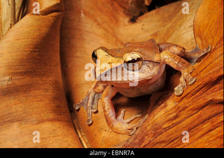 A labbro bianco treefrog (Rhacophorus leucomystax, Polypedates leucomystax), su una foglia di whitered, Sri Lanka, Sinharaja Forest National Park Foto Stock