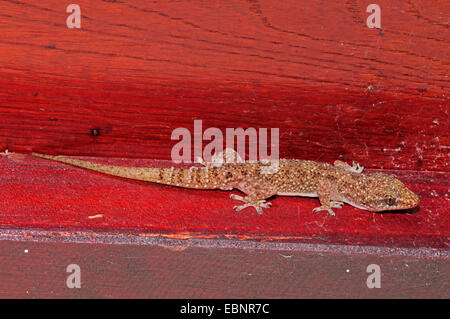 Brook della mezza-toed gecko, Brook il geco, African house gecko (Hemidactylus brookii), in corrispondenza di un muro di casa, Sri Lanka Foto Stock