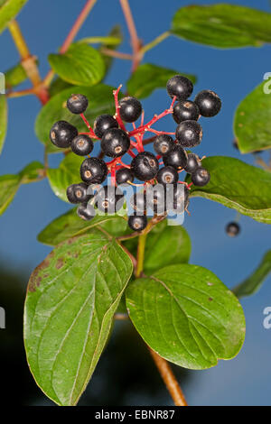 Corniolo, dogberry (Cornus sanguinea), ramo fruttifero, Germania Foto Stock