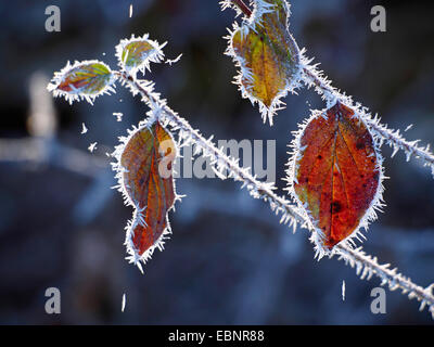 Corniolo, dogberry (Cornus sanguinea), foglie di autunno con trasformata per forte gradiente frost in controluce, GERMANIA Baden-Wuerttemberg Foto Stock