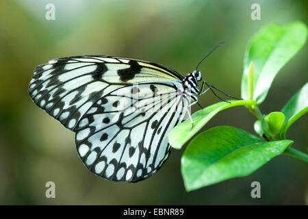 Albero Bianco Ninfa, aquilone di carta, carta di riso butterfly (Idea leuconoe), seduta su una foglia, Germania Foto Stock
