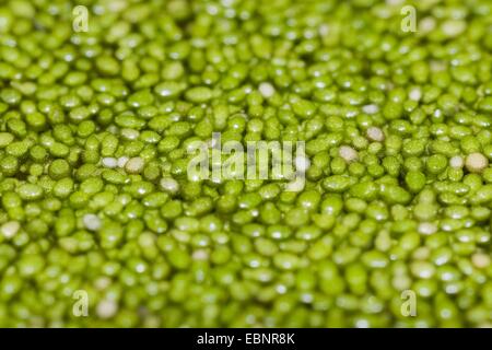 Sradicate lenticchie d'acqua (Wolffia arrhiza), sull'acqua, Germania Foto Stock