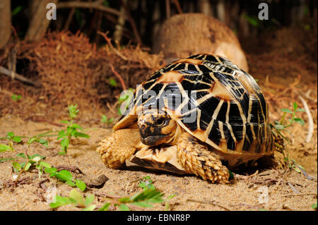 Star indiane tartaruga, starred tartaruga (Geochelone elegans elegans, Testudo elegans), vista frontale, Sri Lanka Foto Stock