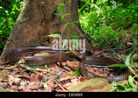 Dhaman, Ratsnake orientali, Orientale Biacco (Ptyas mucosa, Ptyas mucosus), in agguato arrotolati, Sri Lanka, Sinharaja Forest National Park Foto Stock