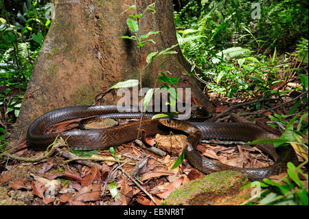 Dhaman, Ratsnake orientali, Orientale Biacco (Ptyas mucosa, Ptyas mucosus), in agguato sul suolo della foresta, Sri Lanka, Sinharaja Forest National Park Foto Stock