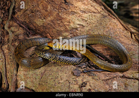 Indian Biacco (mucosa Ptyas ), arrotolati su una radice, Sri Lanka, Sinharaja Forest National Park Foto Stock