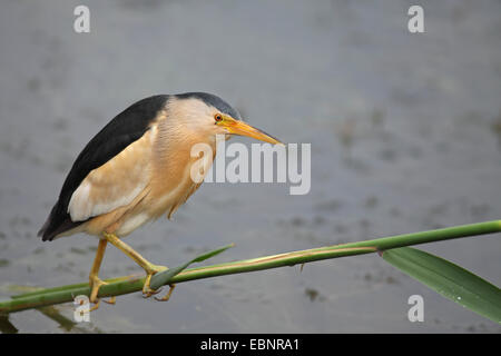 Tarabusino (Ixobrychus minutus), maschio sorge su un reed culm e cerca di cibo, Grecia, il lago di Kerkini Foto Stock