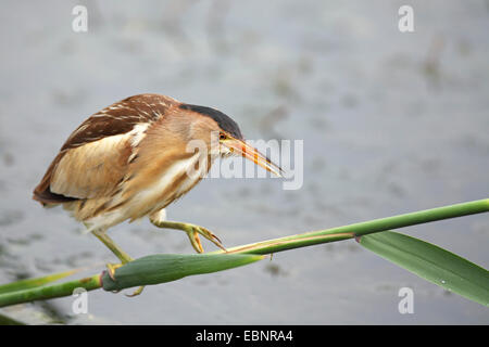 Tarabusino (Ixobrychus minutus), femmina sorge su un reed culm e cerca di cibo, Grecia, il lago di Kerkini Foto Stock