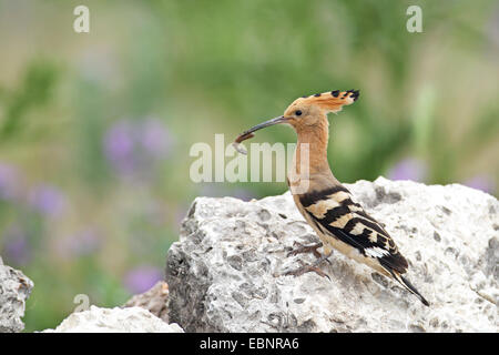 Upupa (Upupa epops), si siede con un bruco nel disegno di legge su una pietra, Bulgaria, Kap Kaliakra Foto Stock