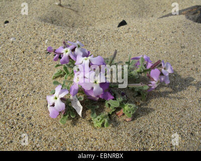 Tre-cornuto stock del mare, tre-cornuto stock (Matthiola tricuspidata), fioritura, Grecia, PELOPONNESO Foto Stock